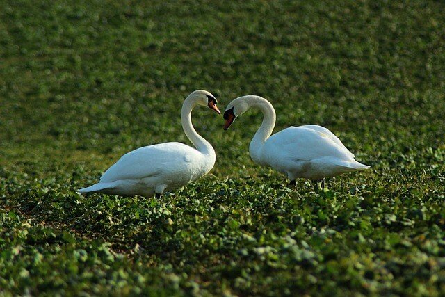 two swans in grass close to each other forming a heart shape with their necks